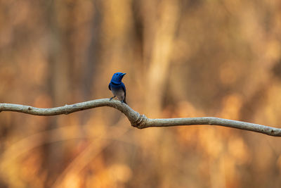 Close-up of bird perching on branch