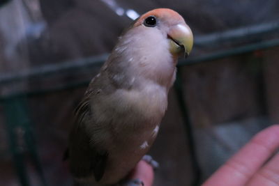 Close-up of bird perching on hand