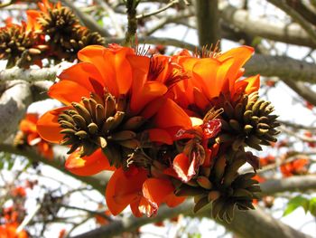 Close-up of orange flowers blooming on tree