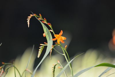 Close-up of flowers against blurred background