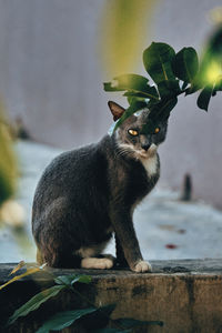 A cat sitting on a stone slab while looking at camera