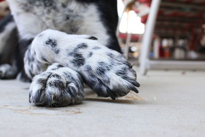 Close-up of dog paws