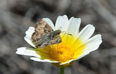 Close-up of butterfly on flower