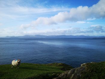 Scenic view of sea against sky with sheep in green field in foreground