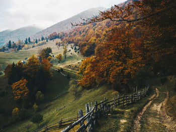 Trees by road against sky during autumn