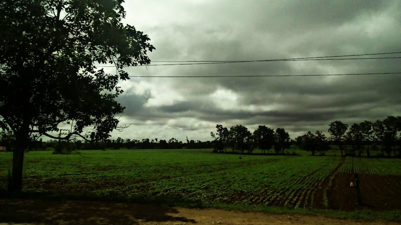 field, agriculture, tree, landscape, tranquility, nature, sky, cloud - sky, rural scene, farm, scenics, growth, tranquil scene, beauty in nature, outdoors, no people, day