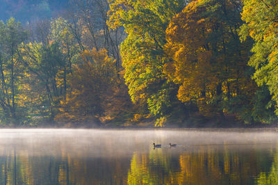 Scenic view of lake in forest during autumn