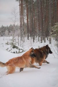 Dog on snow field during winter