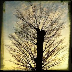 Low angle view of bare tree against sky at sunset