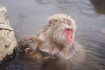 High angle view of monkeys in lake