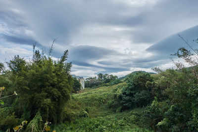 Trees growing in forest against sky