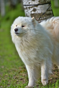 Close-up of white rabbit on field