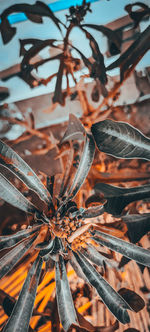 High angle view of flower tree