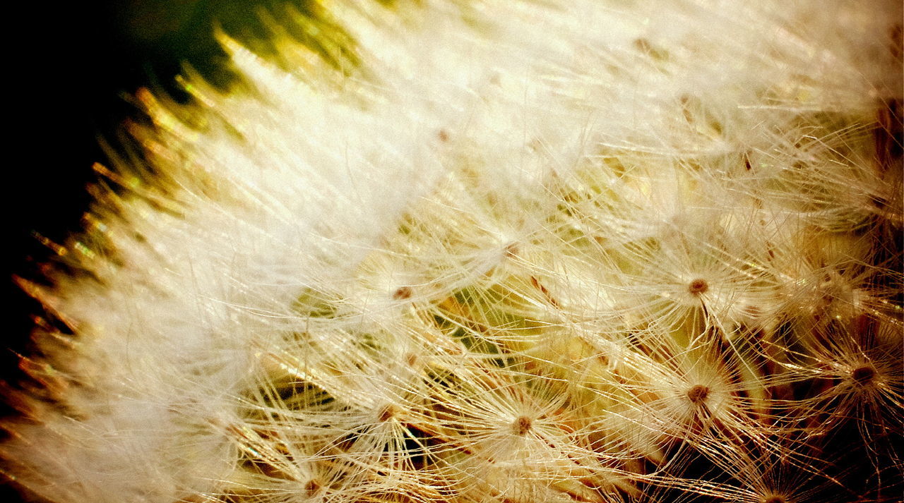 close-up, fragility, softness, white color, vulnerability, plant, dandelion, flowering plant, flower, freshness, nature, growth, no people, beauty in nature, backgrounds, seed, macro, selective focus, extreme close-up, dandelion seed, soft focus, black background