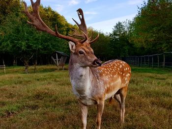 Deer standing in a field