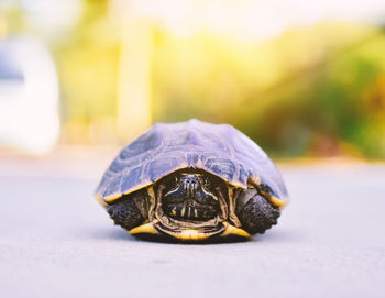 Close-up of a turtle