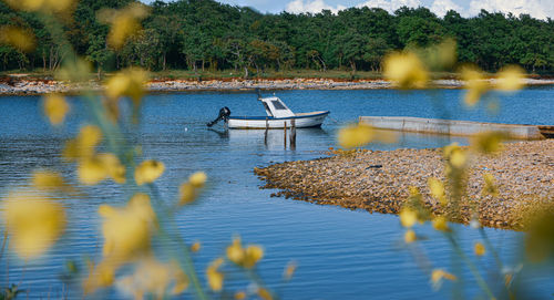 View of birds in lake