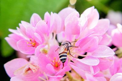 Close-up of insect on pink flower