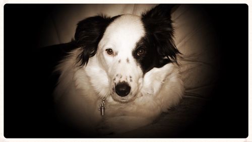 Close-up portrait of dog