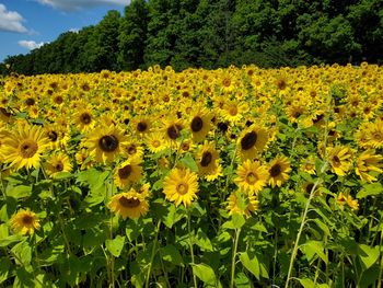 Scenic view of sunflower field