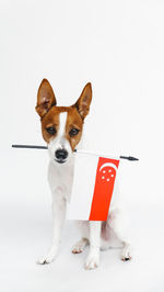 Close-up of dog against white background