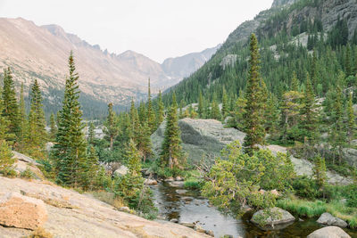 Scenic view of pine trees and mountains against sky at the rocky mountain national park 