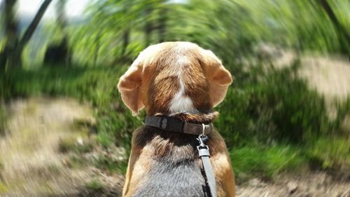 Rear view of dog on field