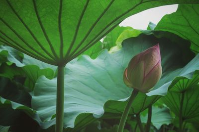 Close-up of flower blooming outdoors