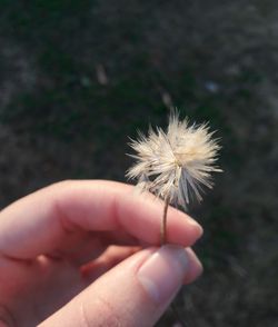 Close-up of hand holding flower