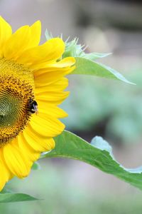 Close-up of bee on sunflower