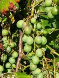 Close-up of grapes in vineyard