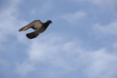 Low angle view of seagull flying