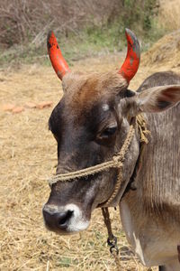 Black bull head with red hoens