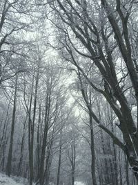 Bare trees in forest