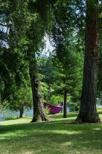 Trees in park