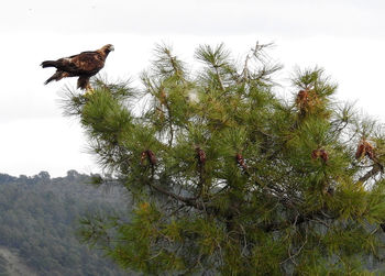 Low angle view of eagle perching on tree against sky