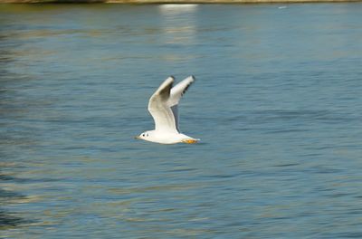 Swan swimming in lake