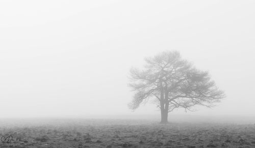 Tree on field against sky