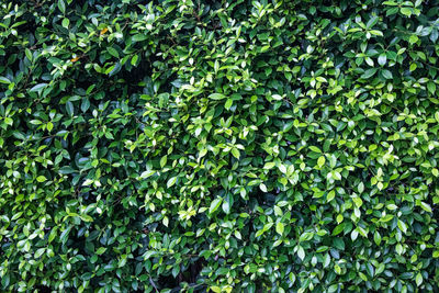 Full frame shot of fresh green plants