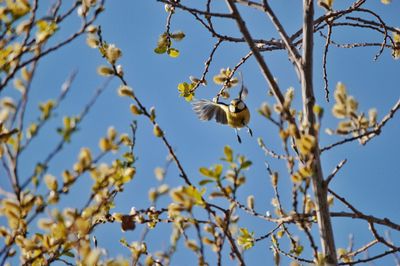 Low angle view of bird on branch against sky