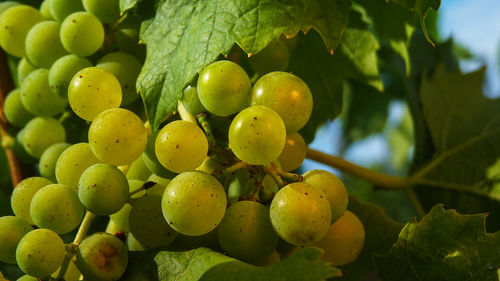 Close-up of grapes growing on tree