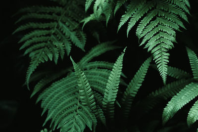 Close-up of fern leaves