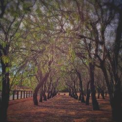 Footpath passing through forest