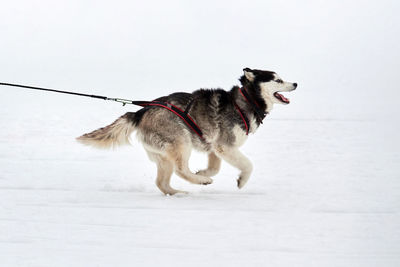 Dog standing on snow field