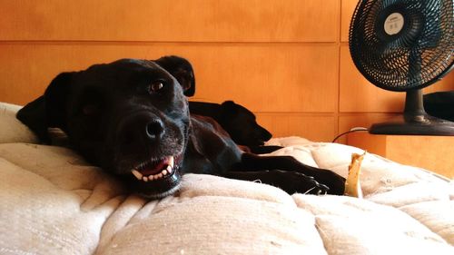 Close-up of black dog relaxing at home