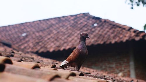 Close-up of pigeon perching on roof