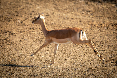 Female common impala gallops over rocky pan