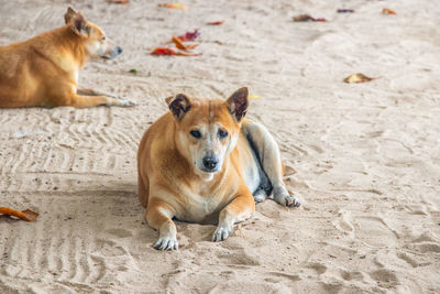 A thai street dog at the beach of naklua district chonburi in thailand asia