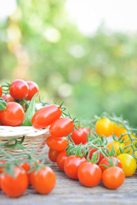 Close-up of tomatoes