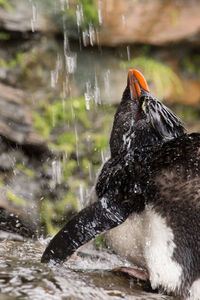 Close-up of bird in water